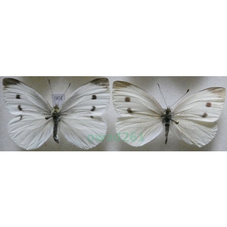 Pieris rapae (Linnaeus, 1758) 2xfemale Bielinek rzepnik Czech90f